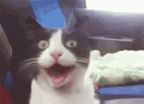 cat-happy.gif