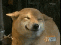 excited-dog.gif excited-dog.gif