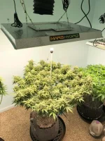 TS3000-My dads blue god bonsai day 44 in flower with TS3000-1.webp
