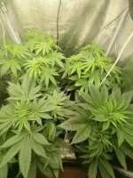 GlobalL J45.webp
