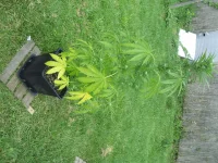 101_6176.webp