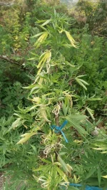 20160817_114401 (FILEminimizer).webp