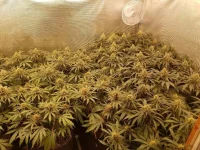 skunk1.webp