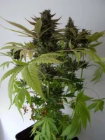 DSCN1013.webp
