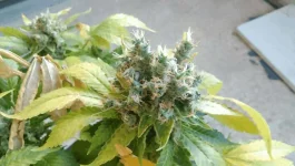 IMAG0276.webp IMAG0276.webp