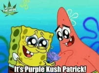 Its-Purple-Kush-Patrick.webp