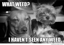what-weed-meme.webp