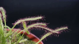 droséra capensis A.webp
