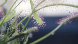 droséra capensis B.webp