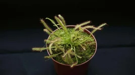 droséra capensis.webp