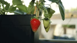 le fraisier redonne des fraises A.webp