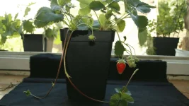 le fraisier redonne des fraises.webp