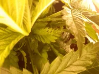 CAM00024.webp