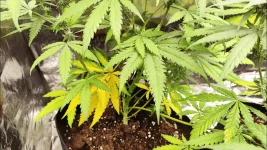 photo plante 2.webp photo plante 2.webp