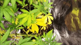 photo plante 5.webp photo plante 5.webp