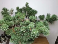 IMG_20230731_153538.webp