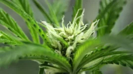 IMG_5484.thumb.JPG.06d77843ea6474d9352aff472c53635f.webp