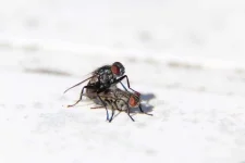 Mouche3.webp