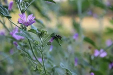Mouche2.webp
