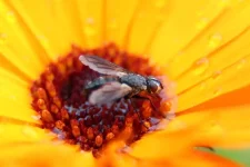 Mouche1.webp