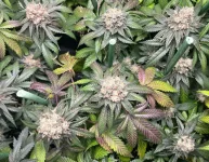 IMG_8429.webp IMG_8429.webp