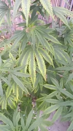 IMG-20230806-WA0013.webp