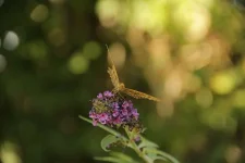 IMG_1403 - copie.webp