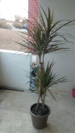 IMAG1035.webp