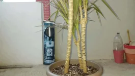 IMAG1033.webp