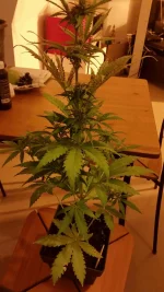 diesel haze2.webp diesel haze2.webp