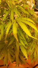 SS feuille necro bord.webp SS feuille necro bord.webp