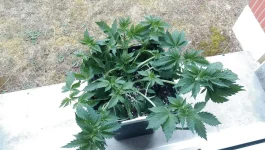 IMAG1109.webp