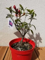 IMG_20220419_155422.webp
