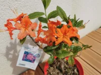 IMG_20220501_131642.webp