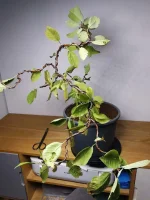 IMG_20230925_160820.webp
