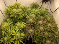 CookiesGelatoDosSiDos33.webp
