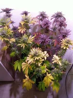 IMG_20231229_195553.webp
