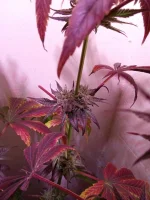 IMG_20231230_173511.webp