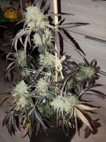 IMG_20230827_213257.webp