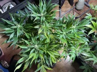 IMG_0240.webp IMG_0240.webp