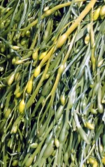 Ascophyllum_nodosum.webp