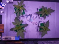 1 - cro 6j.webp