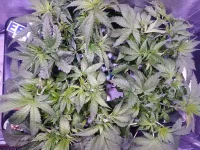 2 - cro 21j.webp