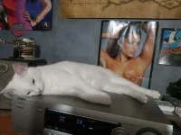Lamictal white cat.webp