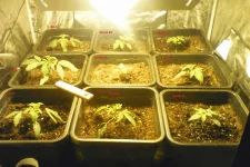 Canna 1.webp