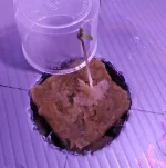 Skunk #1 2.webp