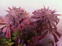 IMG_20240108_133013.webp