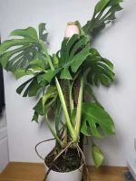 IMG_20231009_130217.webp