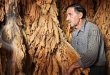 tabac-plante.webp