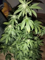 IMG_20240116_210726.webp